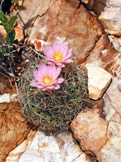 Escobaria tuberculosa var varicolor