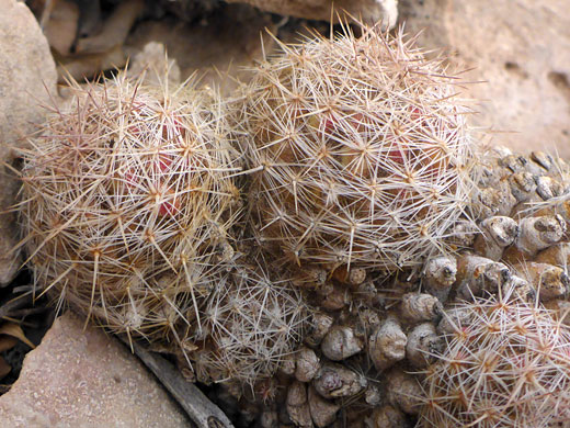 New stems on old plant