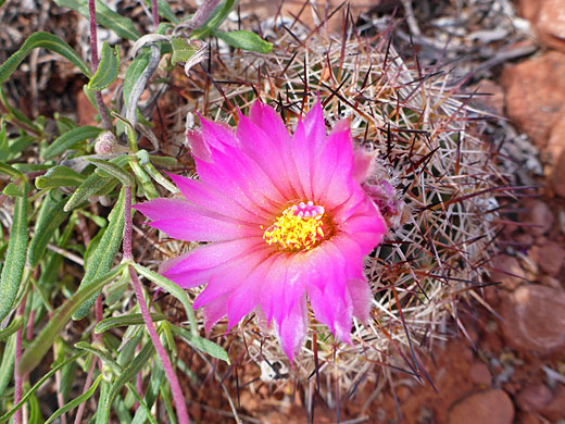One flower of the common beehive cactus