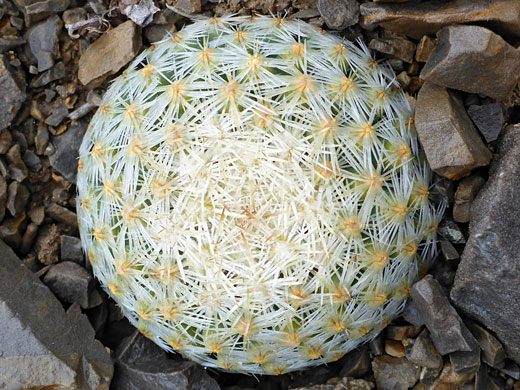 Dense, overlapping spines