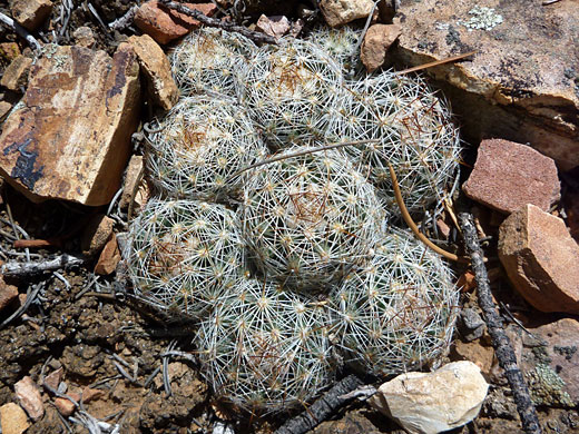 Eight beehive cactus stems