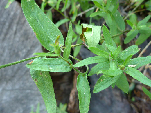 Lightly hairy leaves