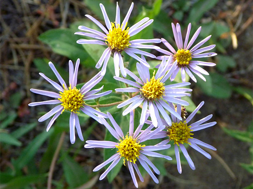 Engelmann's Aster; Six flowers of eucephalus engelmannii (Engelmann's aster), Yellowstone National Park