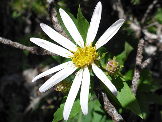 Flowerhead and bud