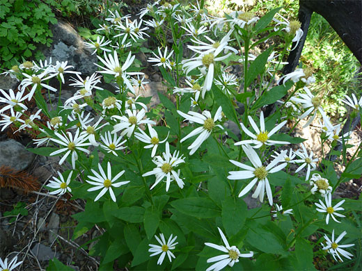 Engelmann's Aster