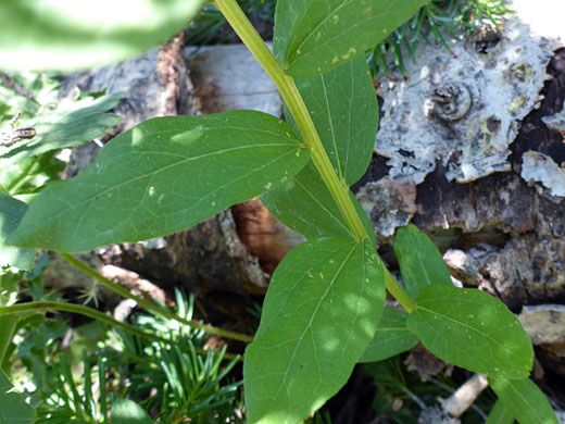 Lower stem leaves