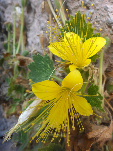 Two flowers