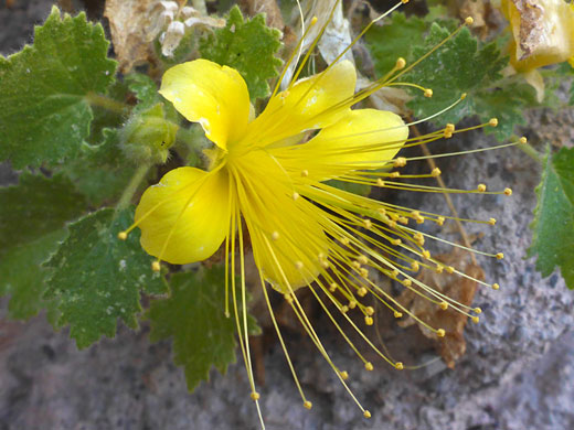Yellow Rock Nettle