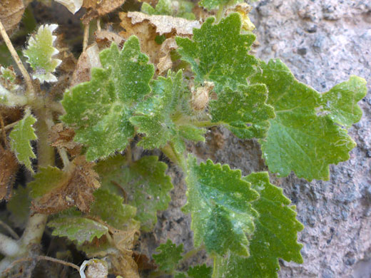 Toothed leaves