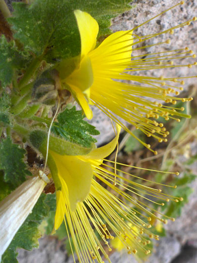 Pair of flowers