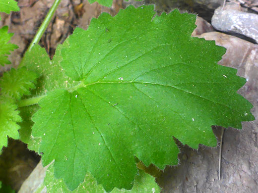 Palmate veins