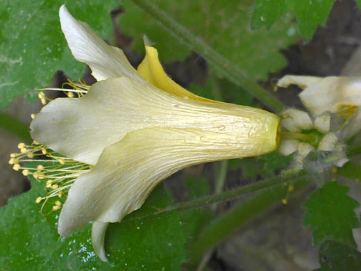 Whitish flower