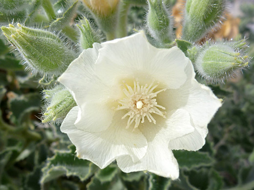 Desert Rock Nettle; White flower of eucnide urens (desert rock nettle), along the road to Hole-in-the-Wall, Death Valley