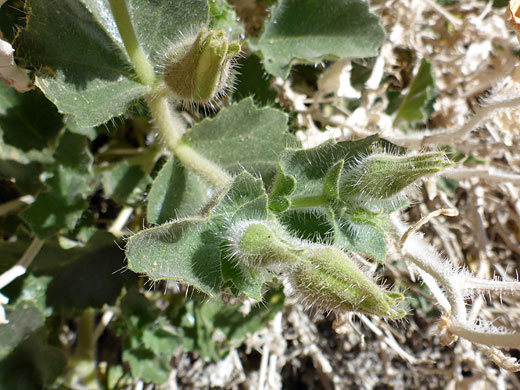 Stems and leaves