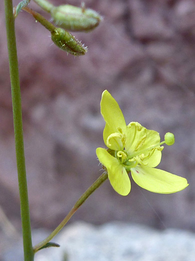 California Suncup; Four-petaled yellow flower - eulobus californicus in Gold Strike Canyon, Lake Mead NRA, Nevada