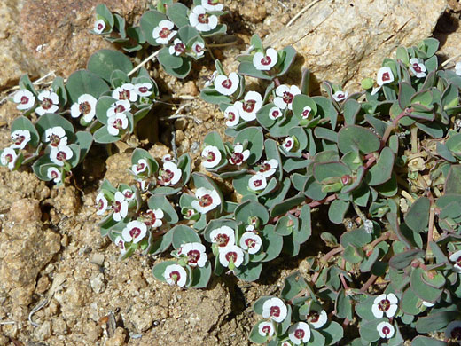 Rattlesnake Weed