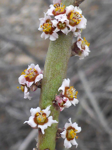 Unevenly-spaced flowers