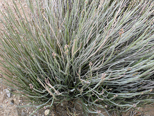 Many stems