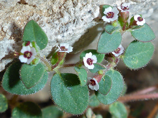 Flowers and leaves