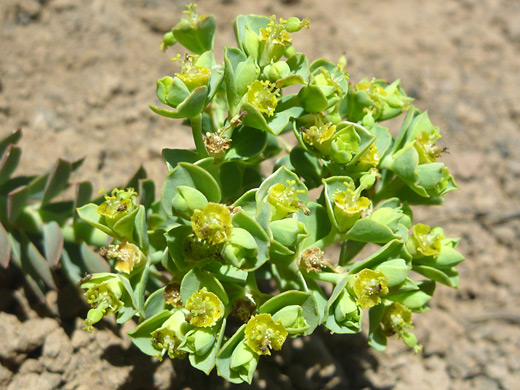 Horned Spurge; Greenish-yellow flowers of euphorbia brachycera, along the trail to O'Leary Peak, near Sunset Crater Volcano National Monument, Arizona