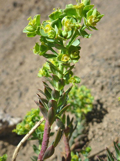 Horned Spurge