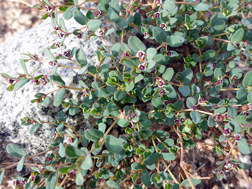 Flowering stems