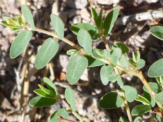 Stems and leaves