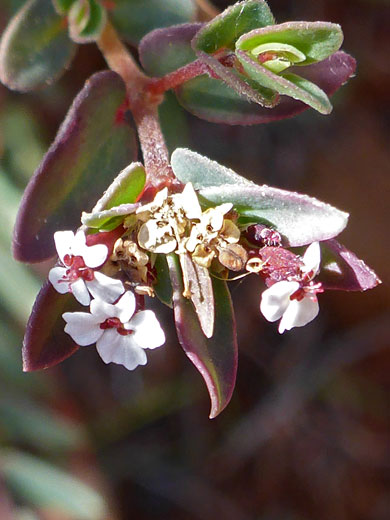 Flowering stem