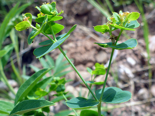 Leafy Spurge; Leaves and flowers of euphorbia esula at Deerlodge Park, Dinosaur National Monument, Colorado