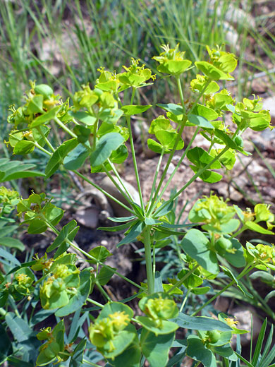 Branched stem