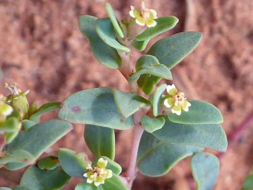 Fendler's Spurge; Small flowers of euphorbia fendleri, at Herdina Park, Arches National Park, Utah