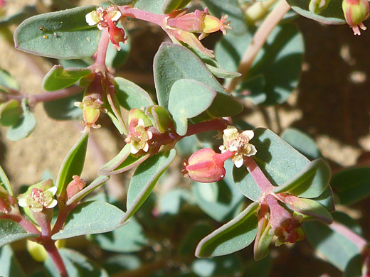 Leaves and flowers