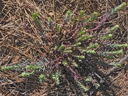 Many stems