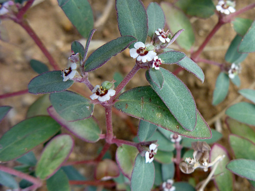 Red-Gland Spurge; Flowers and leaves of euphorbia melanadenia, near Badger Springs, Agua Fria National Monument, Arizona