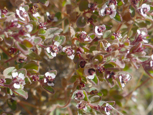Many flowers