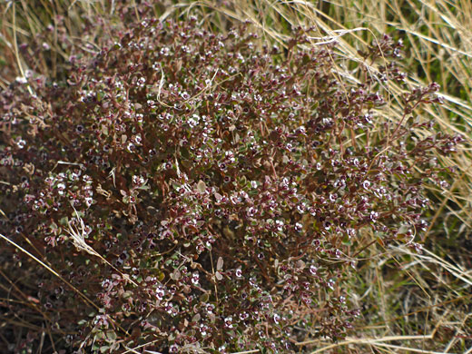 Dense mass of stems