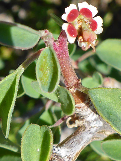 Cliff Spurge; Euphorbia misera (cliff spurge), Bayside Trail, Cabrillo National Monument, California