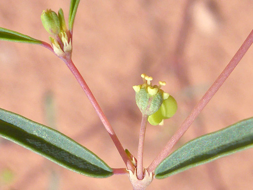 Parry's Sandmat; Tiny flowers of euphorbia parryi, Herdina Park, Arches National Park, Utah