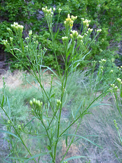 Western Goldentop; Branched stem and linear leaves of euthamia occidentalis, Gates of Lodore, Dinosaur National Monument, Colorado