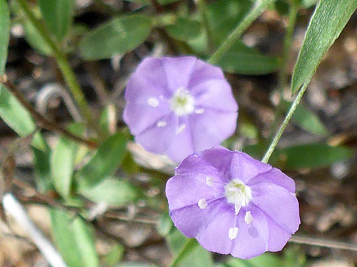 Slender Dwarf Morning-Glory
