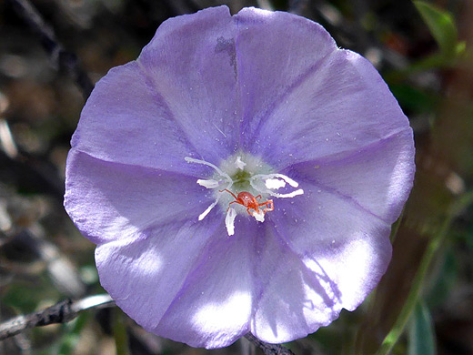 Arizona Blue-Eyes; Purple flower with white stamens - evolvulus arizonicus, Douglas Spring Trail, Saguaro National Park, Arizona