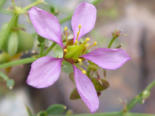 California Fagonbush; Fagonia laevis, Joshua Tree National Park, California