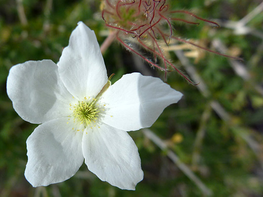 Apache Plume; Fallugia paradoxa in Bandelier National Monument, New Mexico