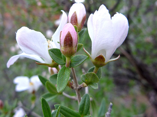 Cliff Fendler Bush; Fendlera rupicola - flowers and buds, along the Grandview Trail, Grand Canyon National Park, Arizona