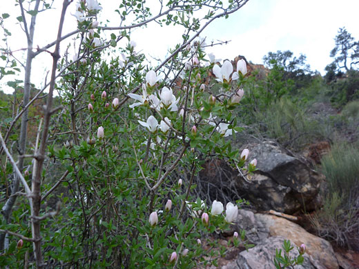 Cliff Fendler Bush