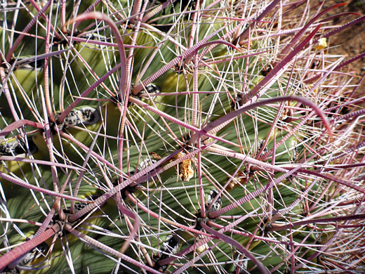 Curved, ridged spines