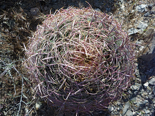 Ferocactus cylindraceus