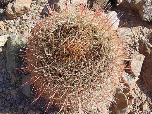 Ferocactus cylindraceus