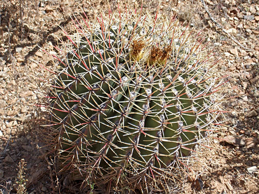 Spherical Emory barrel cactus