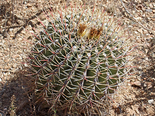 Ferocactus emoryi